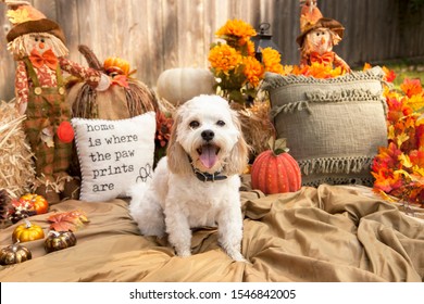 Dog In Pumpkin Patch Autumn