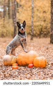 Dog with pumpkins. Halloween holidays. Australian Cattle Dog Dog with pumpkin. Harvest. Thanksgiving day. Blue Heeler dog  - Shutterstock ID 2205649951