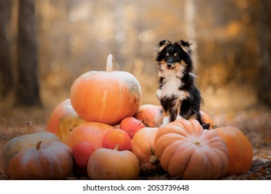 Dog with pumpkins on the background. Halloween holidays. Shetland Sheepdog with pumpkin. Harvest. Thanksgiving day. Sheltie dog 