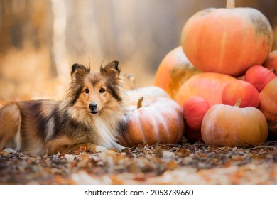 Dog with pumpkins on the background. Halloween holidays. Shetland Sheepdog with pumpkin. Harvest. Thanksgiving day. Sheltie dog 