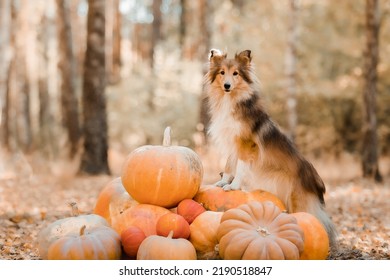 Dog with pumpkins. Shetland Sheepdog. Thanksgiving day. Fall season. Halloween holidays. Sheltie dog breed - Shutterstock ID 2190518847