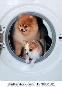 Dog Puppie Couple Chihuaua And Pomeranian In Washing Machine With Happy Face Curious Eyes