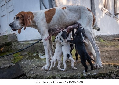 Dog With Puppies. English Pointer And Young Dogs. Puppies Suck Mom's Nipples, Courtyard Of A Village House. The Hunting Family.