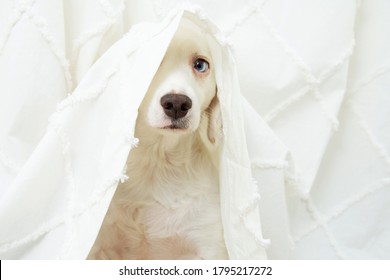 Dog Puppy Anxiety About Fireworks, Thunderstorm Or Loud Noises Hide Under A Curtain.