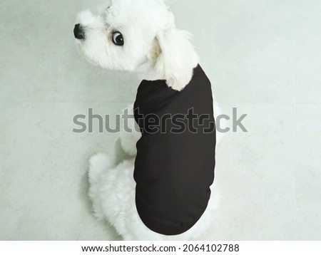 Similar – Image, Stock Photo colour harmony Animal Dog