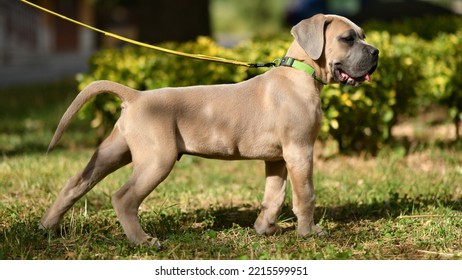 Dog puppy cane corso formentino in the park for a walk - Shutterstock ID 2215599951