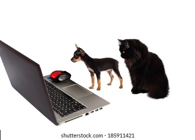 Dog Puppy With  Cat In Front Of A Laptop Isolated On White Background