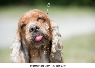 Dog puppy cocker spaniel while drinking water