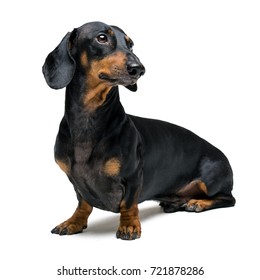A dog (puppy) of the dachshund male breed, black and tan on isolated on white background