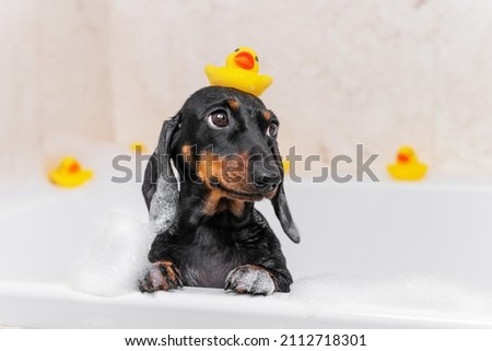 Dog puppy dachshund sitting in bathtub with yellow plastic duck on her head and looks up.