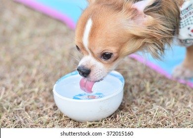 A Dog Puppy Drinking Water