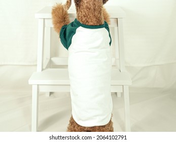 Dog Puppy Green White Raglan Shirt Mock up Standing Brown Poodle Model