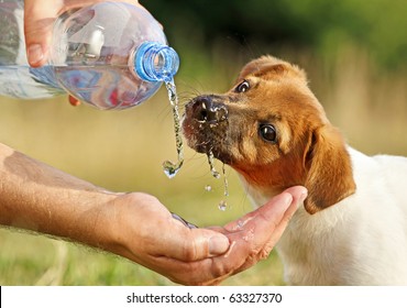 A dog  (puppy Jack Russel) drinking water straight