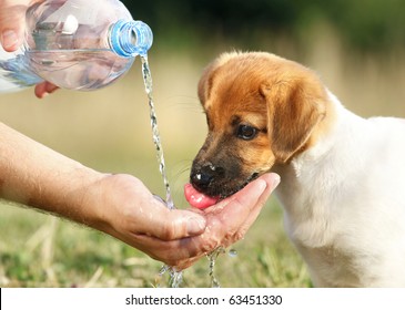 A dog puppy jack russel drinking water from hand