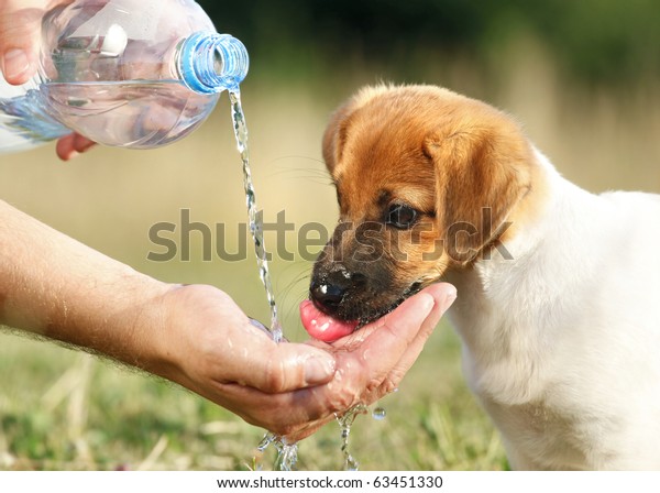 犬の子犬ジャック ラッセルが手で水を飲む の写真素材 今すぐ編集