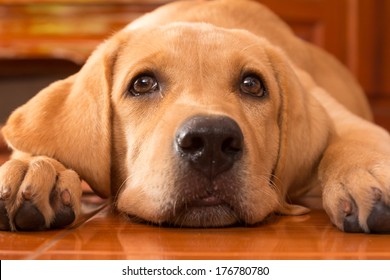 Dog Puppy Labrador Retriever Cute Pet Stock Photo Edit Now