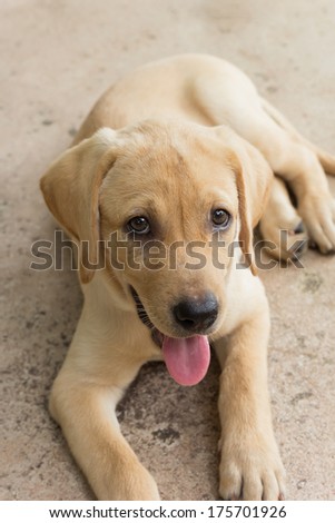 Dog Puppy Labrador Retriever Cute Pet Stock Photo Edit Now