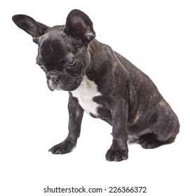 Dog Puppy Looking Down On A White Isolated Background