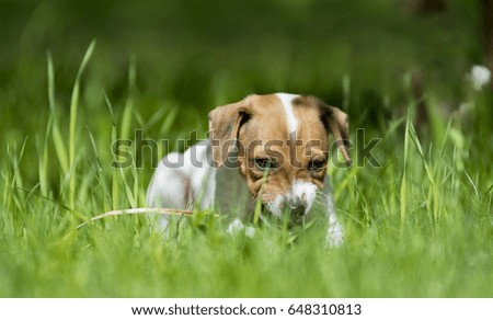 Similar – Dog in the grass, looking for something?