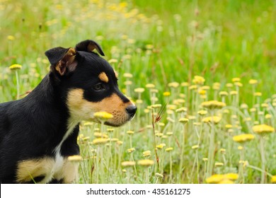 Dog Puppy Sniffing  In Flower Field