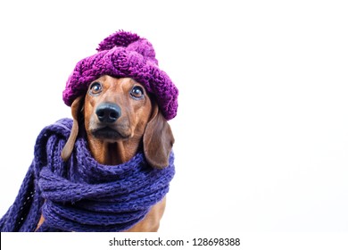 The Dog In Purple Knit Scarf
