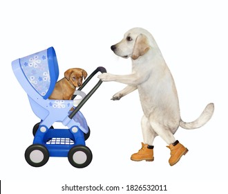 A Dog Is Pushing With A Blue Stroller With Its Puppy Inside It. White Background. Isolated.