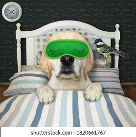 A Dog Put On A Green Sleeping Mask. He Is In Bed.