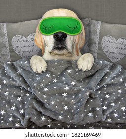 A Dog Put On A Green Sleeping Mask. He Is In Bed.