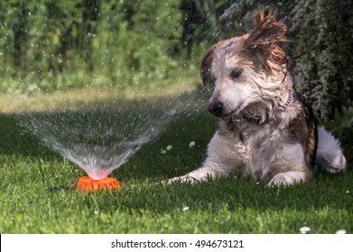 Dog Puzzled By Sprinkler