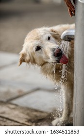 Dog Quenches His Thirst At The Water Tap In The Open