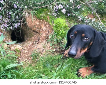 A Dog And A Rabbit Hole