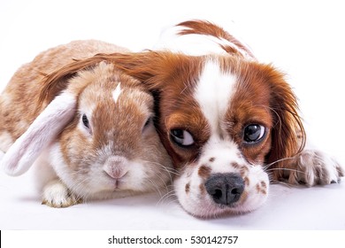 Dog and rabbit together. Animal friends. Sibling rivalry rabbit bunny pet white fox rex satin real live lop widder nhd german dwarf dutch with cavalier king charles spaniel dog. Christmas animals.