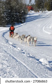 Dog Race