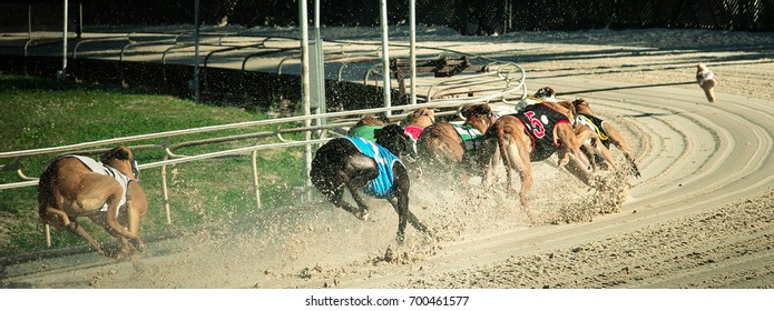 Dog Race , Florida, Tempa