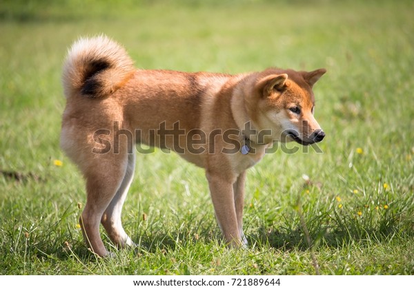 Dog Race Shiba Inu Color Fox Stock Photo Edit Now 721889644