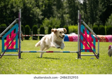 Dog racing in agility. Running dogs over obstacles. - Powered by Shutterstock