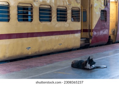 dog in railway station platform india.