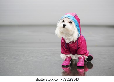 The Dog In The Rain 