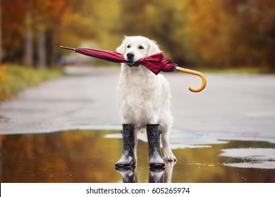 Dog In Rain Boots Holding An Umbrella Outdoors In Autumn