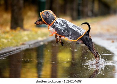  Dog In A Rain Coat Jumping Over A Puddle  In Autumn