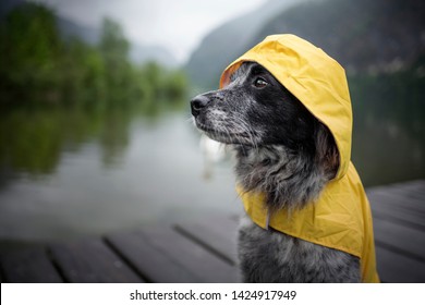 Dog With Rain Coat At The Lake. Dog In The Rain.