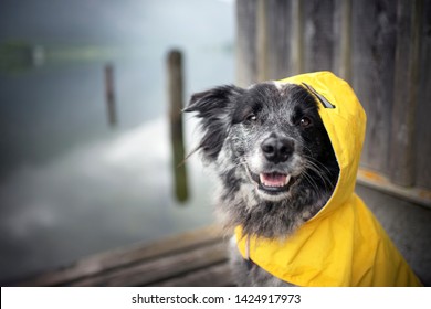 Dog With Rain Coat At The Lake. Dog In The Rain.