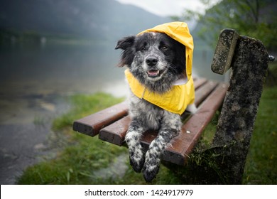 Dog With Rain Coat At The Lake. Dog In The Rain.