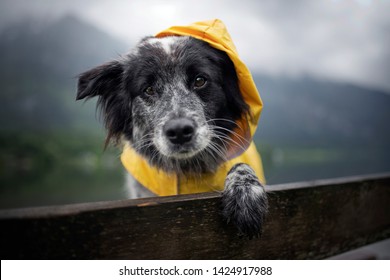 Dog With Rain Coat At The Lake. Dog In The Rain.