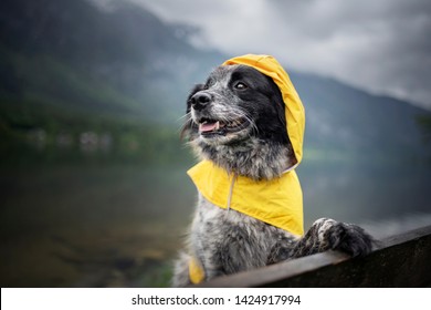 Dog With Rain Coat At The Lake. Dog In The Rain.