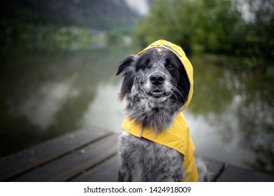 Dog With Rain Coat At The Lake. Dog In The Rain.