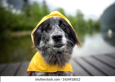 Dog With Rain Coat At The Lake. Dog In The Rain.