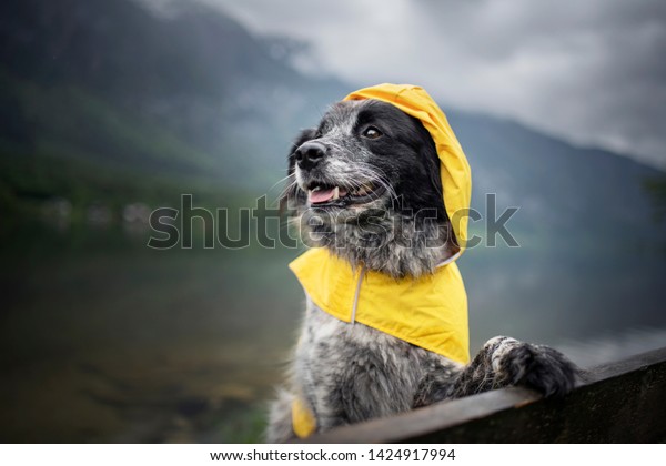 Dog with\
rain coat at the lake. Dog in the\
rain.
