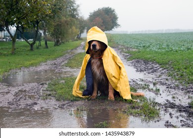 Dog In The Rain Seat In A Puddle