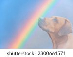 Dog Rainbow Bridge Close-up portrait of Rhodesian ridgeback dog on rainbow background